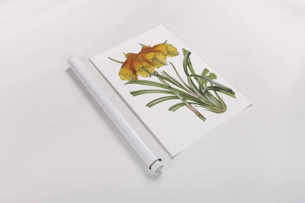 Antique Botanical XXIV on White by Wild Apple Portfolio. shown as a rolled paper print. Available as archival giclee rolled canvas, fine art paper, or poster print. SKU 25351h.
