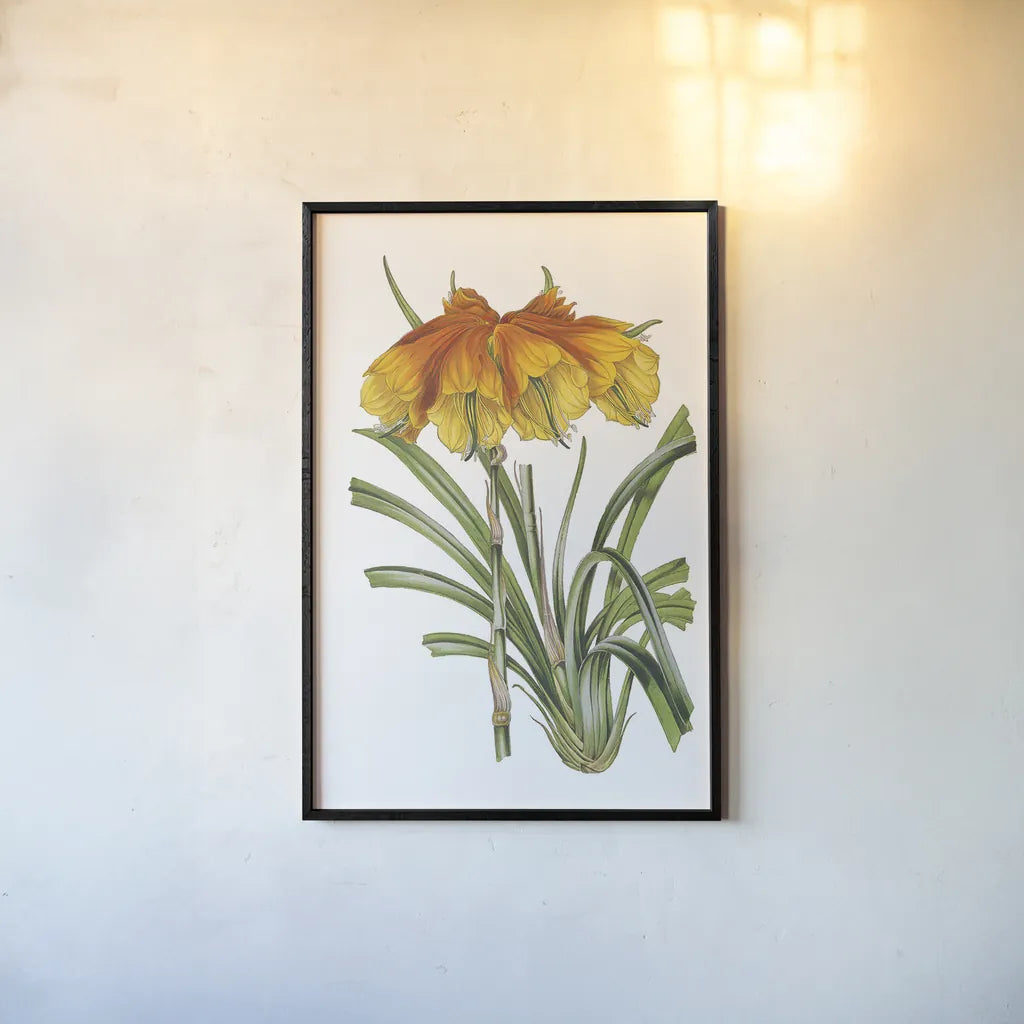 Antique Botanical XXIV on White by Wild Apple Portfolio. shown as a paper print in a black flame. Available as a archival giclee rolled canvas, fine art paper, or poster print. SKU 25351h.