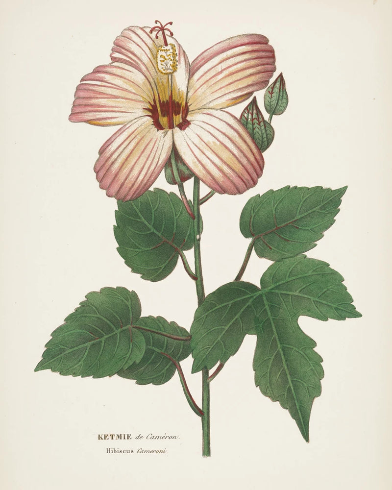 Antique Botanical XXVII Cream by Wild Apple Portfolio