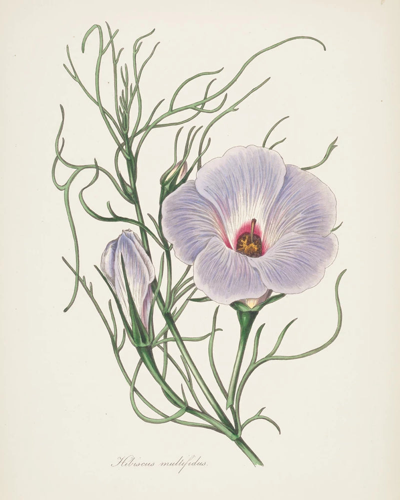 Antique Botanical XXX Cream by Wild Apple Portfolio