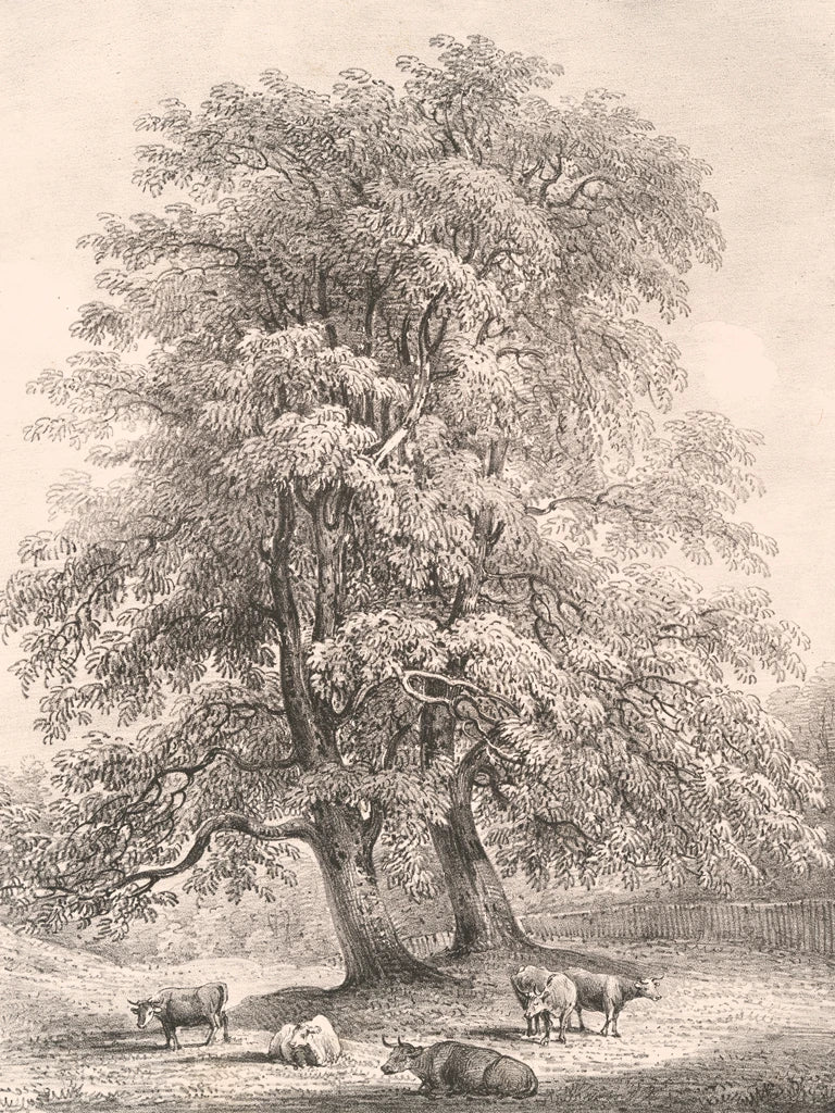 Ash Trees at Bolton Abbey by Wild Apple Portfolio