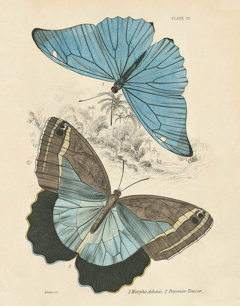 Assortment Butterflies I by Wild Apple Portfolio