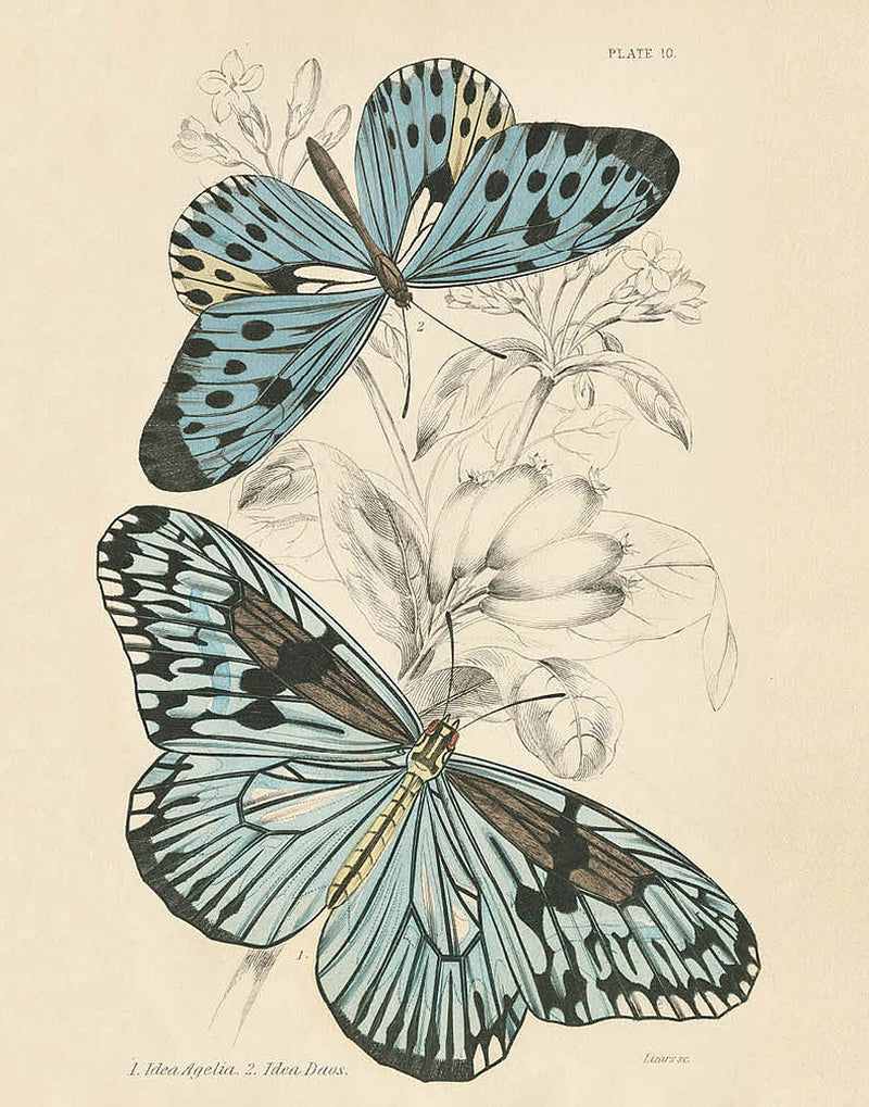 Assortment Butterflies II by Wild Apple Portfolio