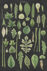 Assortment of Leaves II Charcoal Crop by Wild Apple Portfolio. SKU 50542h. Archival Giclee Fine art print for wall decor.
