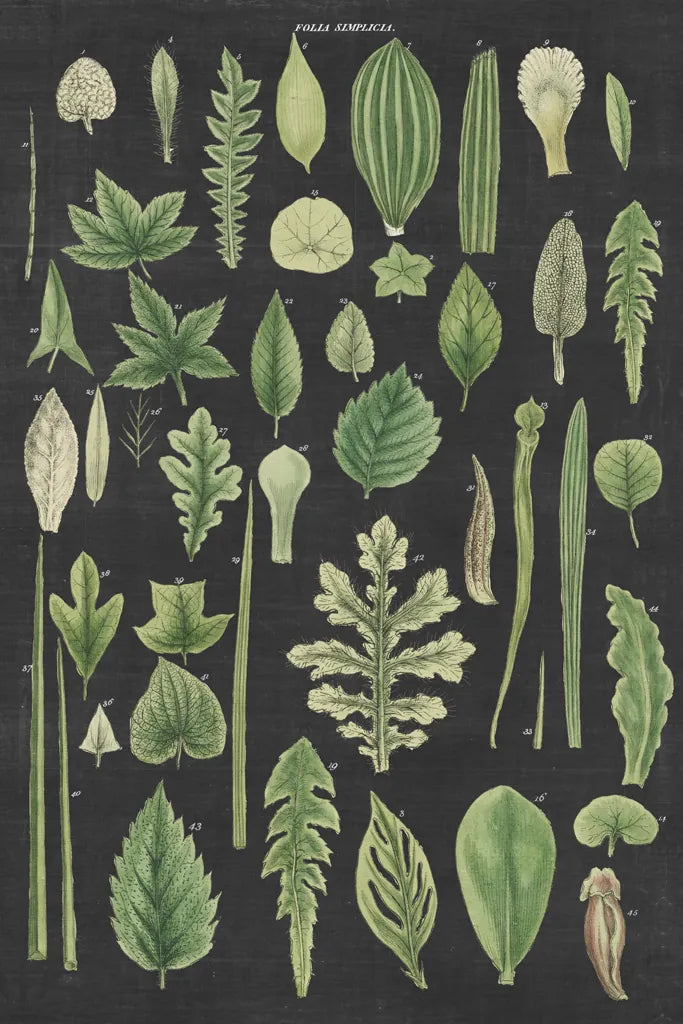 Assortment of Leaves II Charcoal Crop by Wild Apple Portfolio. SKU 50542h. Archival Giclee Fine art print for wall decor.