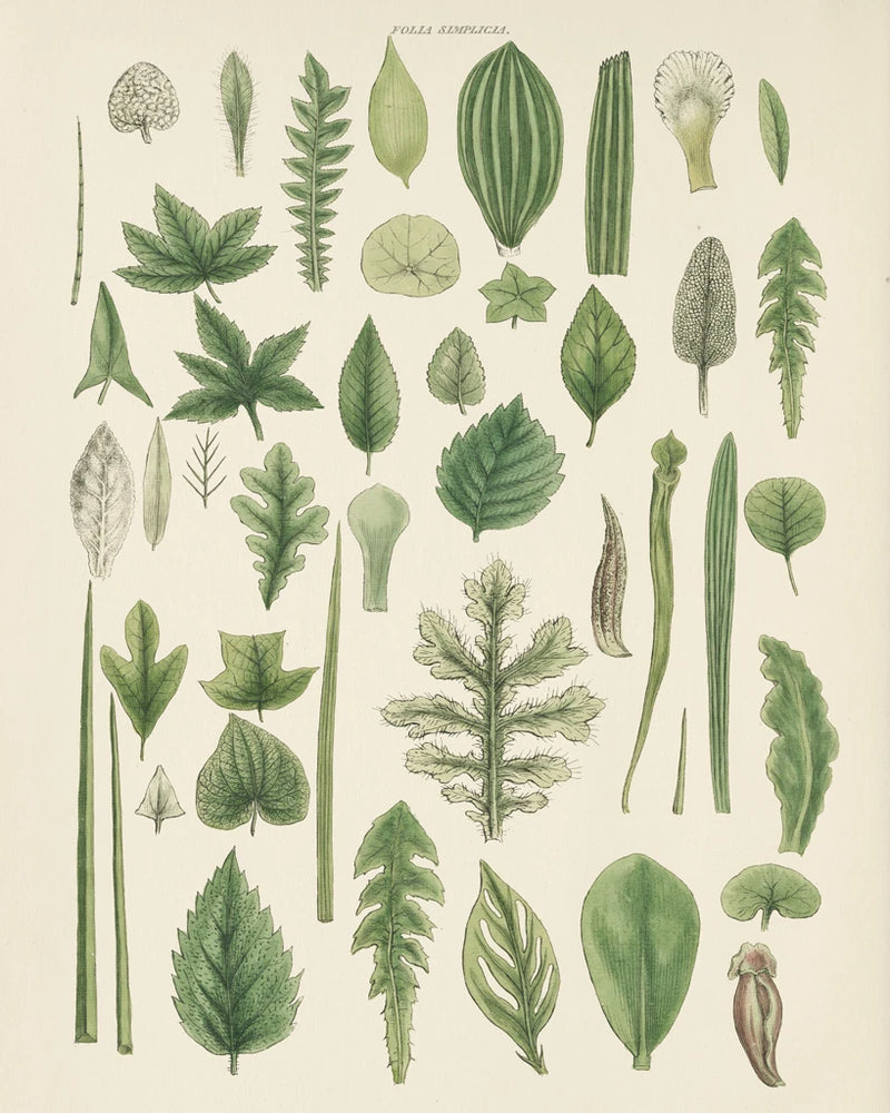 Assortment of Leaves II No Numbers by Wild Apple Portfolio