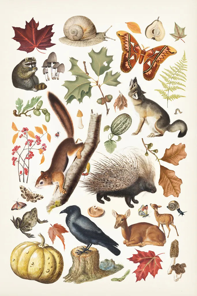 Autumn Chart I by Wild Apple Portfolio. SKU 101833h. Archival Giclee Fine art print for wall decor.