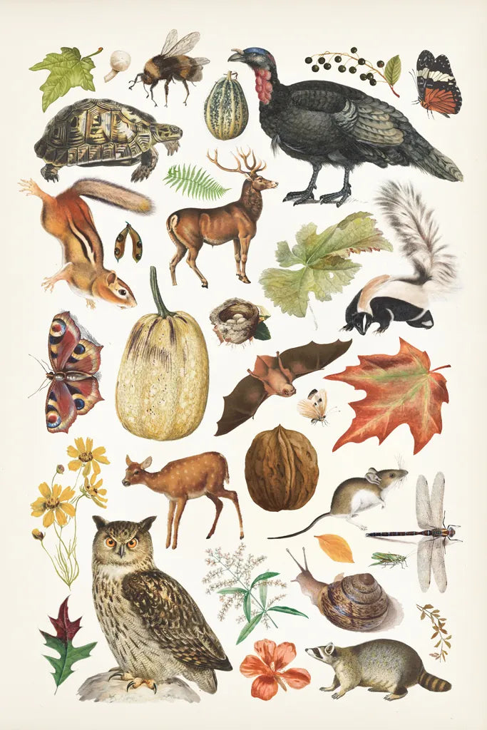 Autumn Chart II by Wild Apple Portfolio. SKU 101835h. Archival Giclee Fine art print for wall decor.