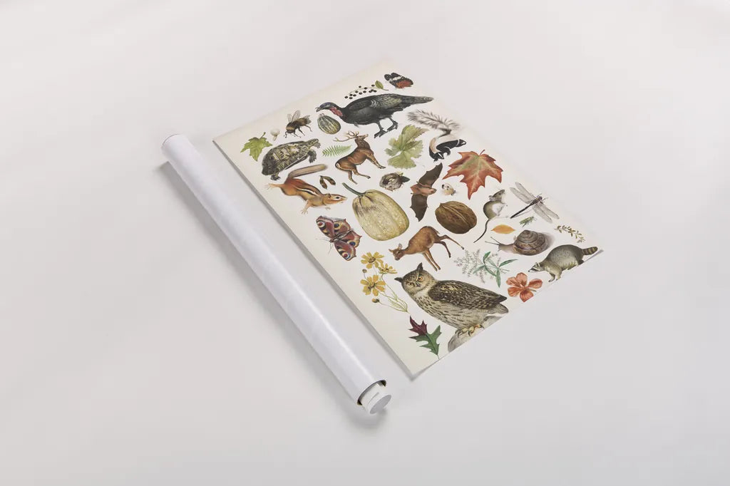 Autumn Chart II by Wild Apple Portfolio. shown as a rolled paper print. Available as archival giclee rolled canvas, fine art paper, or poster print. SKU 101835h.