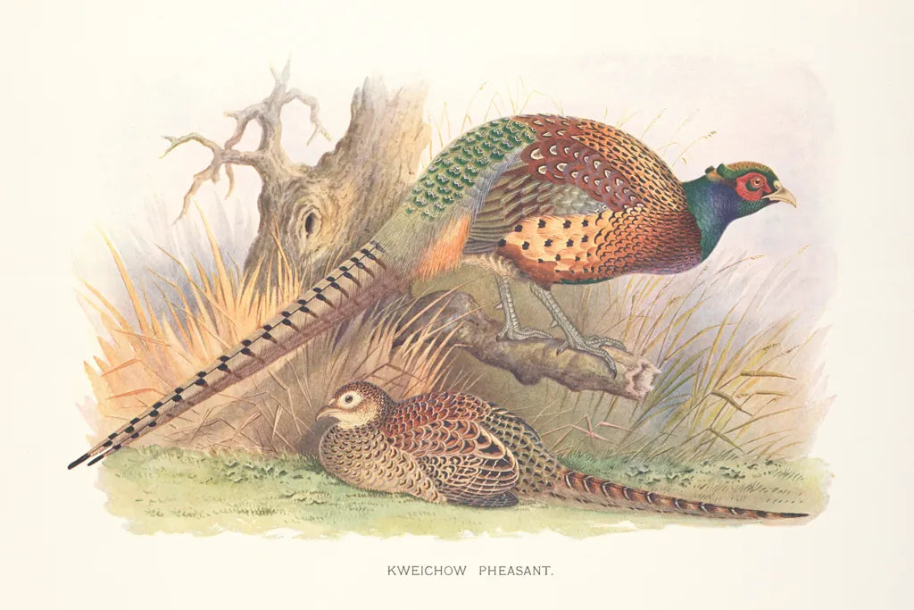 Autumn Pheasant by Wild Apple Portfolio. SKU 84822i. Archival Giclee Fine art print for wall decor.