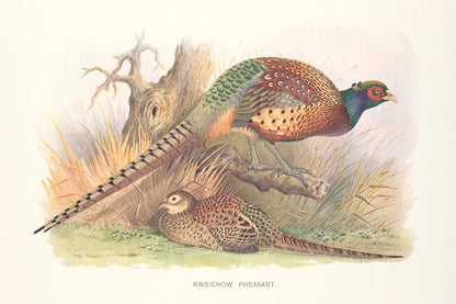 Autumn Pheasant by Wild Apple Portfolio. SKU 84822i. Archival Giclee Fine art print for wall decor.