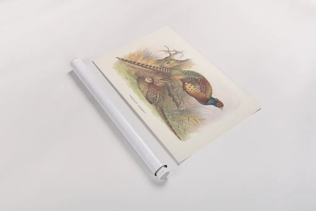 Autumn Pheasant by Wild Apple Portfolio. shown as a rolled paper print. Available as archival giclee rolled canvas, fine art paper, or poster print. SKU 84822i.