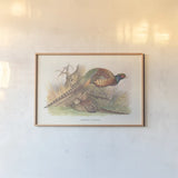Autumn Pheasant by Wild Apple Portfolio. shown as a paper print in a natural frame. Available as a archival giclee rolled canvas, fine art paper, or poster print. SKU 84822i.