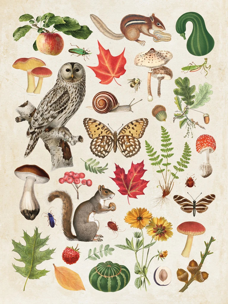 Autumn in the Forest by Wild Apple Portfolio