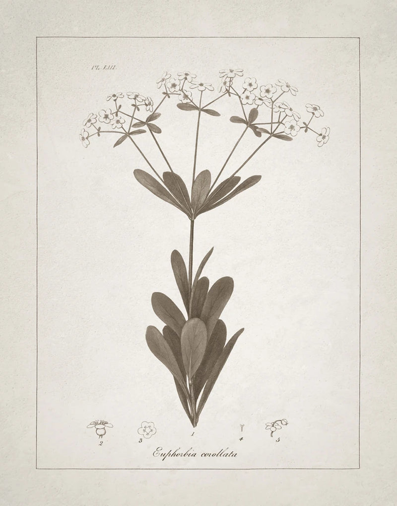 Beautiful Botanical I by Wild Apple Portfolio