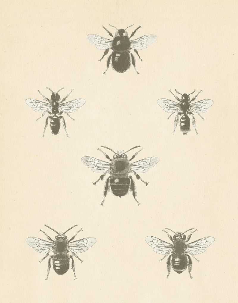 Bee Chart I by Wild Apple Portfolio