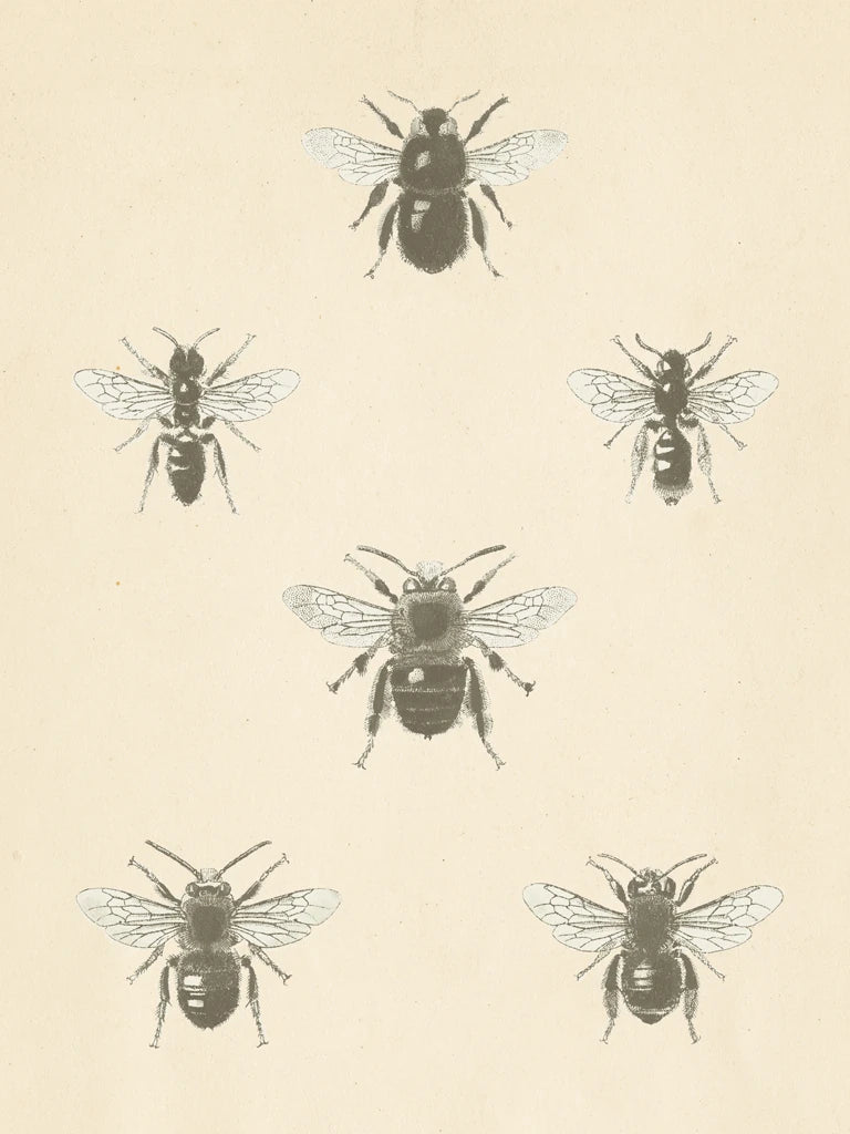 Bee Chart I Crop by Wild Apple Portfolio
