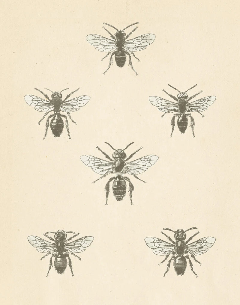 Bee Chart II by Wild Apple Portfolio