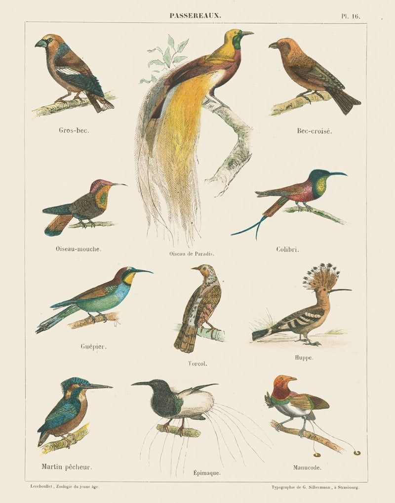 Bird Chart I by Wild Apple Portfolio
