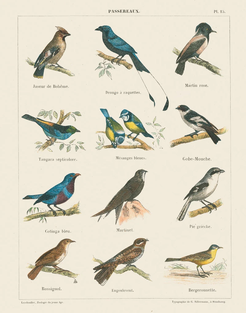 Bird Chart II by Wild Apple Portfolio