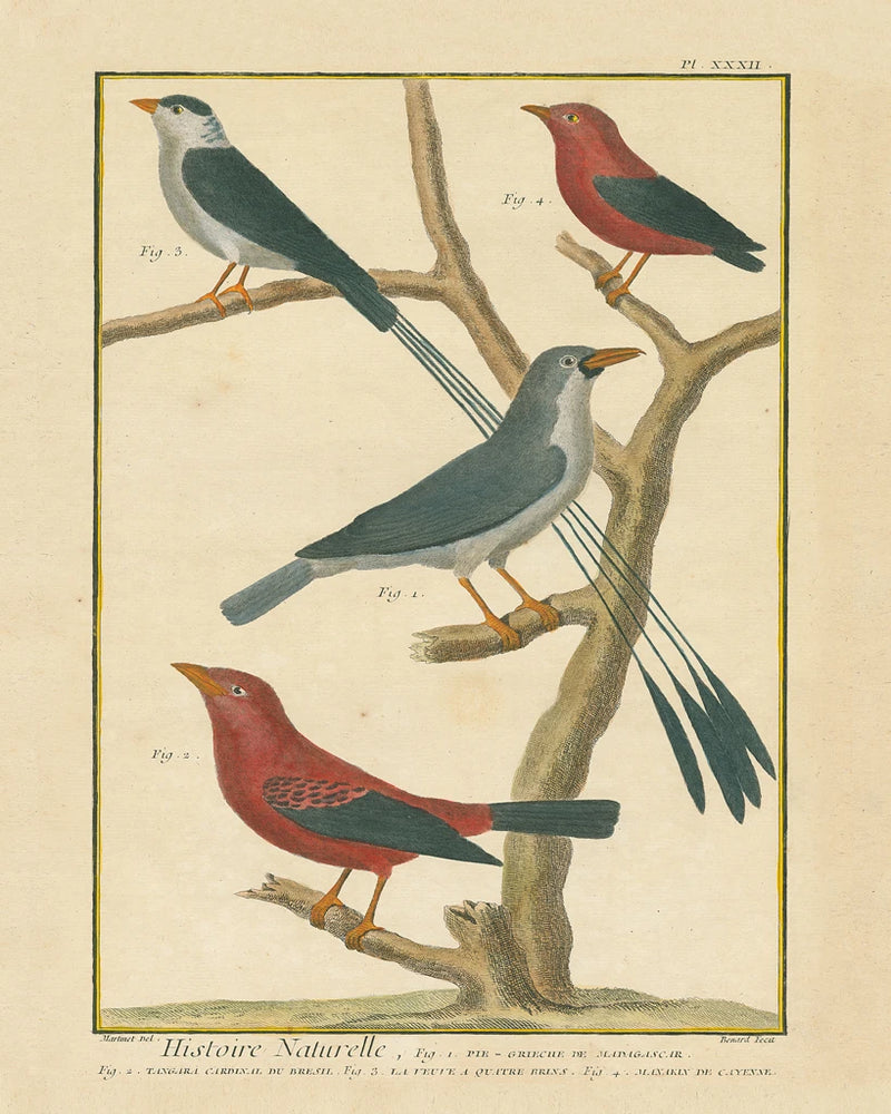 Bird Drawing III Crop by Wild Apple Portfolio