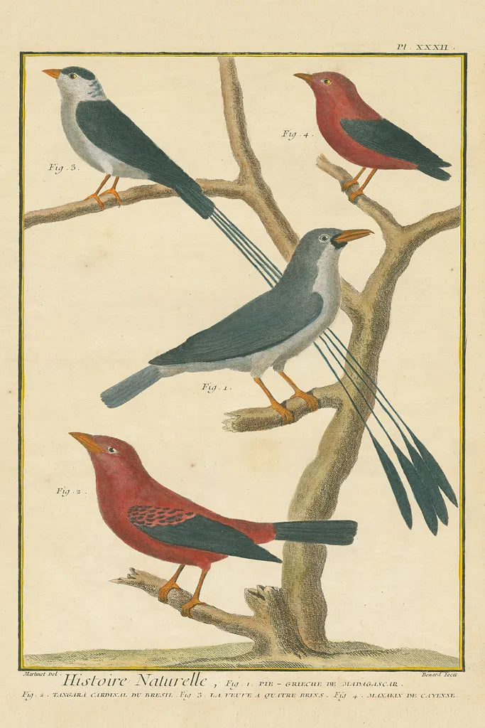 Bird Drawing III Crop by Wild Apple Portfolio. SKU 15814h. Archival Giclee Fine art print for wall decor.