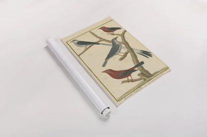 Bird Drawing III Crop by Wild Apple Portfolio. shown as a rolled paper print. Available as archival giclee rolled canvas, fine art paper, or poster print. SKU 15814h.