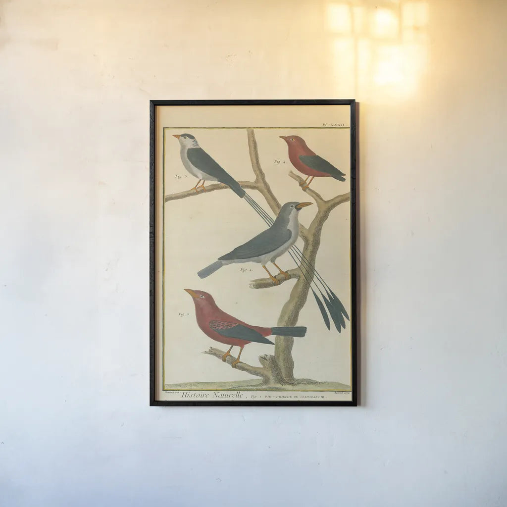 Bird Drawing III Crop by Wild Apple Portfolio. shown as a paper print in a black flame. Available as a archival giclee rolled canvas, fine art paper, or poster print. SKU 15814h.