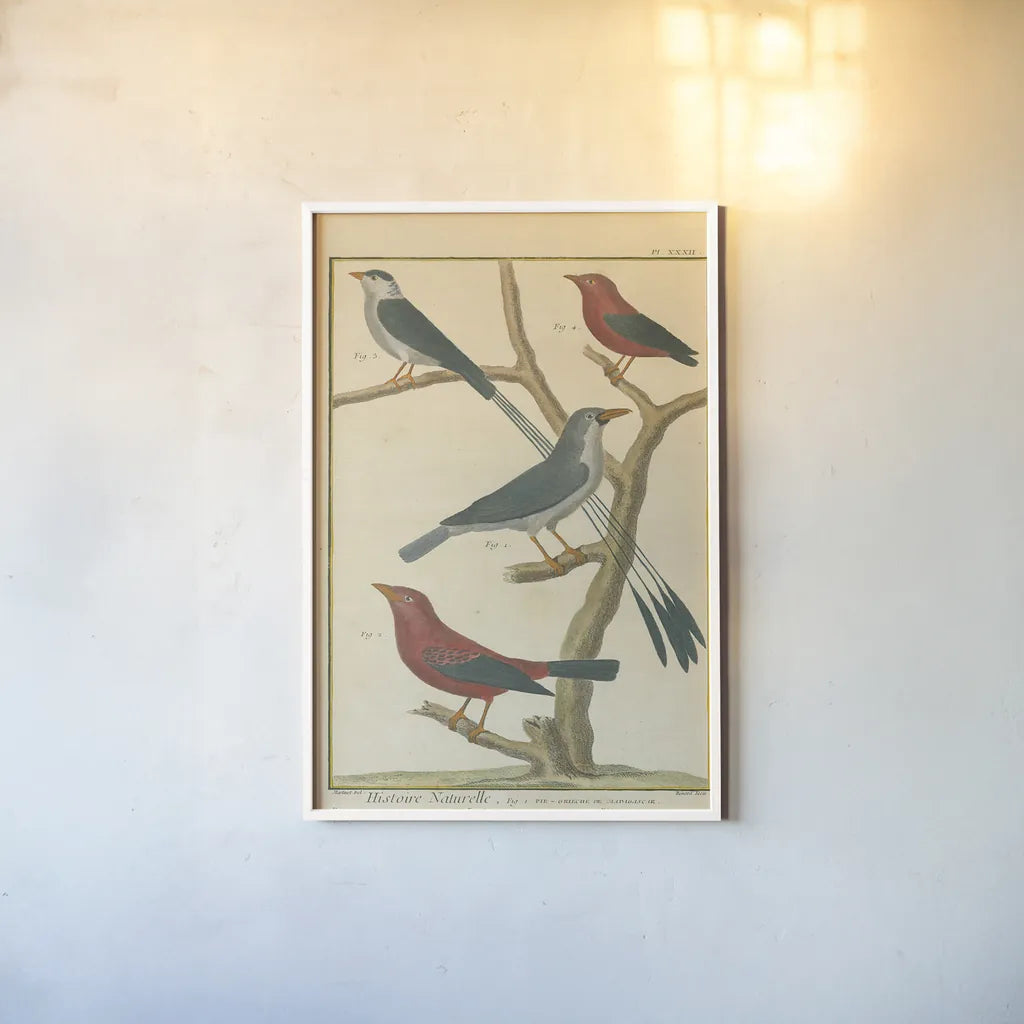 Bird Drawing III Crop by Wild Apple Portfolio. shown as a paper print in a white frame. Available as a archival giclee rolled canvas, fine art paper, or poster print. SKU 15814h.