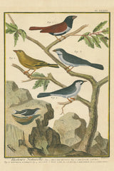 Bird Drawing IV Crop by Wild Apple Portfolio. SKU 15815h. Archival Giclee Fine art print for wall decor.