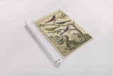 Bird Drawing IV Crop by Wild Apple Portfolio. shown as a rolled paper print. Available as archival giclee rolled canvas, fine art paper, or poster print. SKU 15815h.