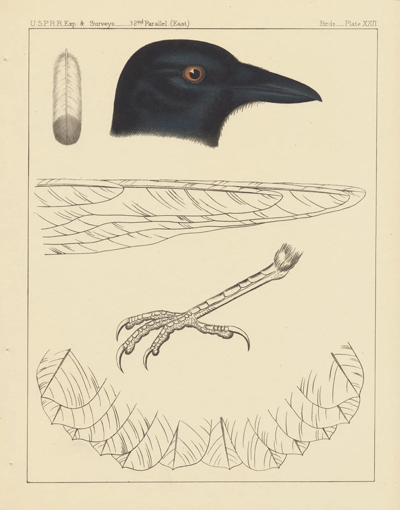 Bird Prints I by Wild Apple Portfolio
