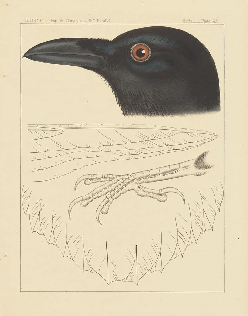 Bird Prints II by Wild Apple Portfolio