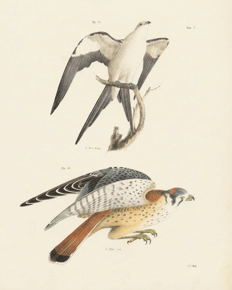 Birds of Prey I by Wild Apple Portfolio