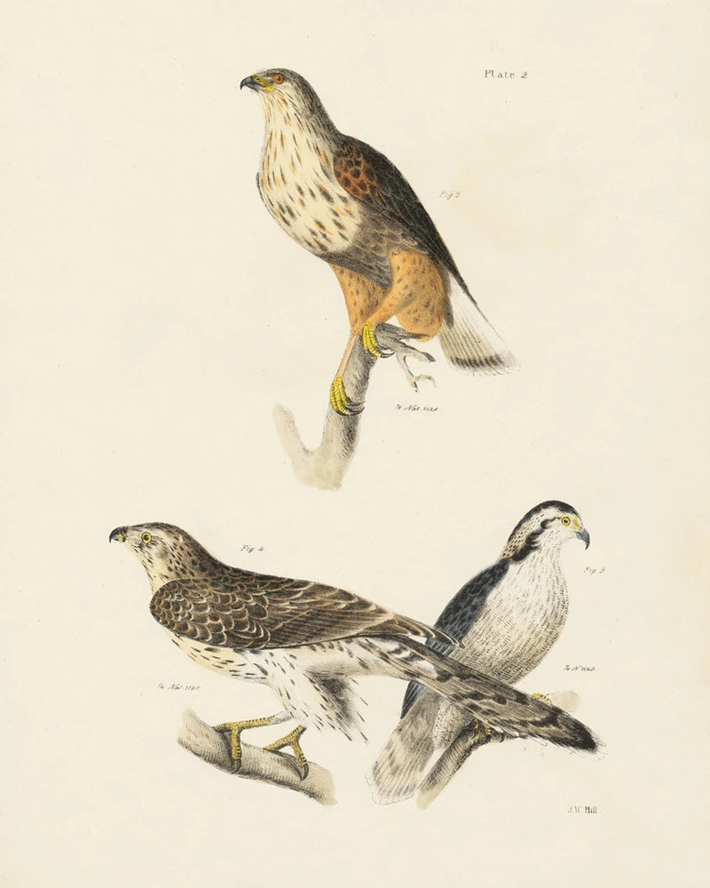 Birds of Prey II by Wild Apple Portfolio