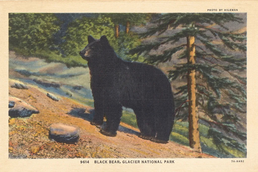 Black Bear I Crop by Wild Apple Portfolio. SKU 70114i. Archival Giclee Fine art print for wall decor.