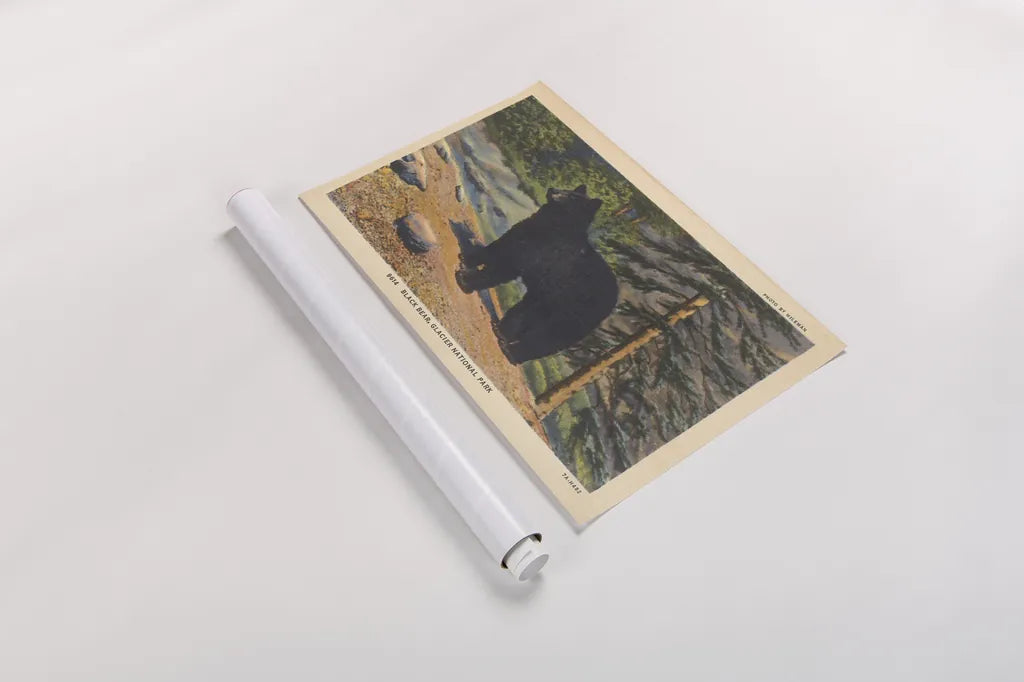 Black Bear I Crop by Wild Apple Portfolio. shown as a rolled paper print. Available as archival giclee rolled canvas, fine art paper, or poster print. SKU 70114i.