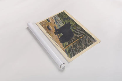 Black Bear I Crop by Wild Apple Portfolio. shown as a rolled paper print. Available as archival giclee rolled canvas, fine art paper, or poster print. SKU 70114i.