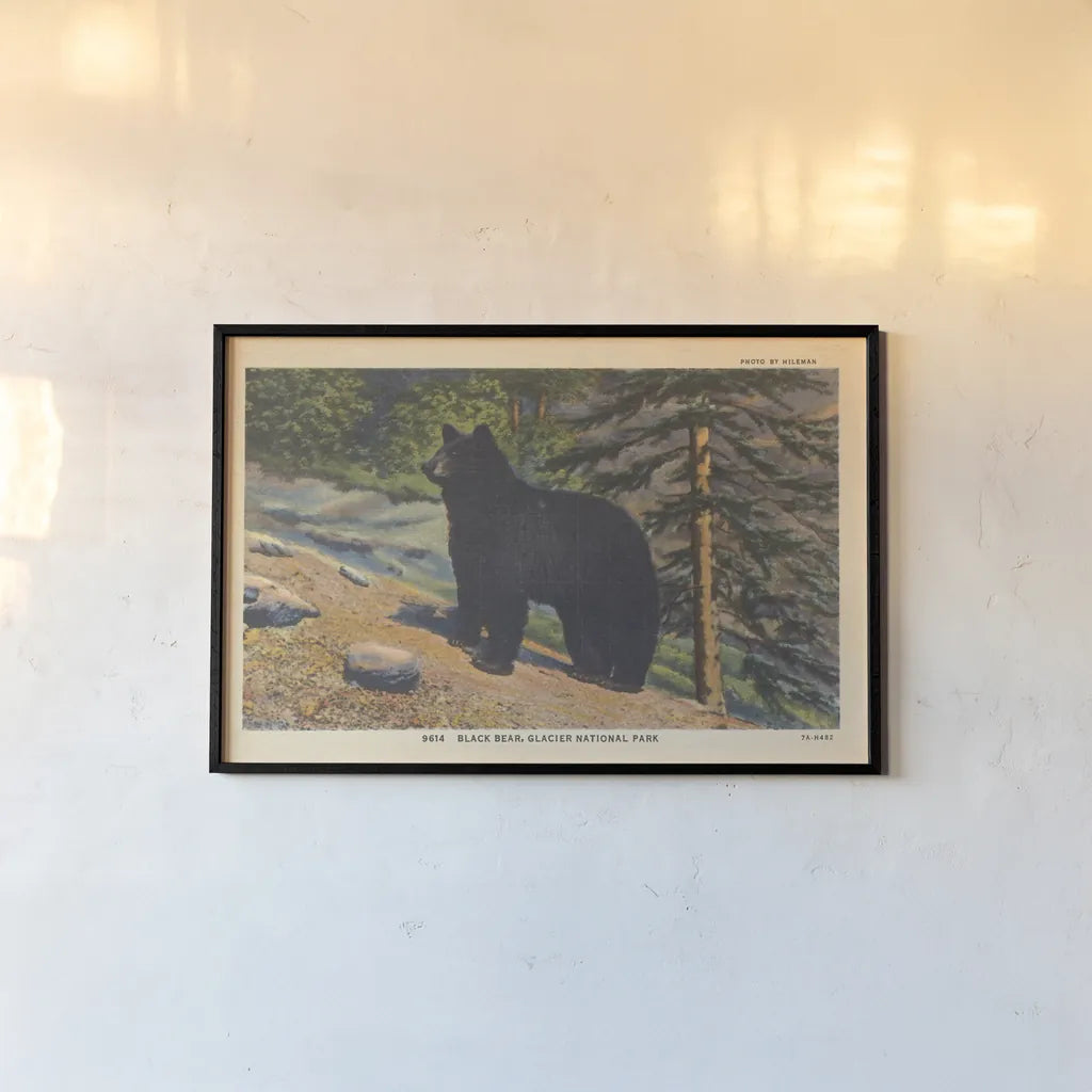 Black Bear I Crop by Wild Apple Portfolio. shown as a paper print in a black flame. Available as a archival giclee rolled canvas, fine art paper, or poster print. SKU 70114i.