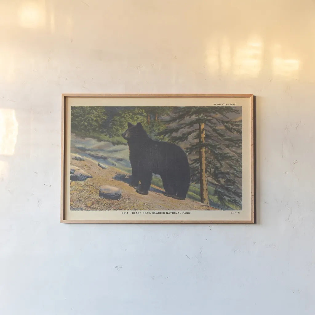 Black Bear I Crop by Wild Apple Portfolio. shown as a paper print in a natural frame. Available as a archival giclee rolled canvas, fine art paper, or poster print. SKU 70114i.