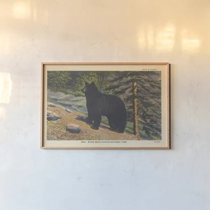 Black Bear I Crop by Wild Apple Portfolio. shown as a paper print in a natural frame. Available as a archival giclee rolled canvas, fine art paper, or poster print. SKU 70114i.