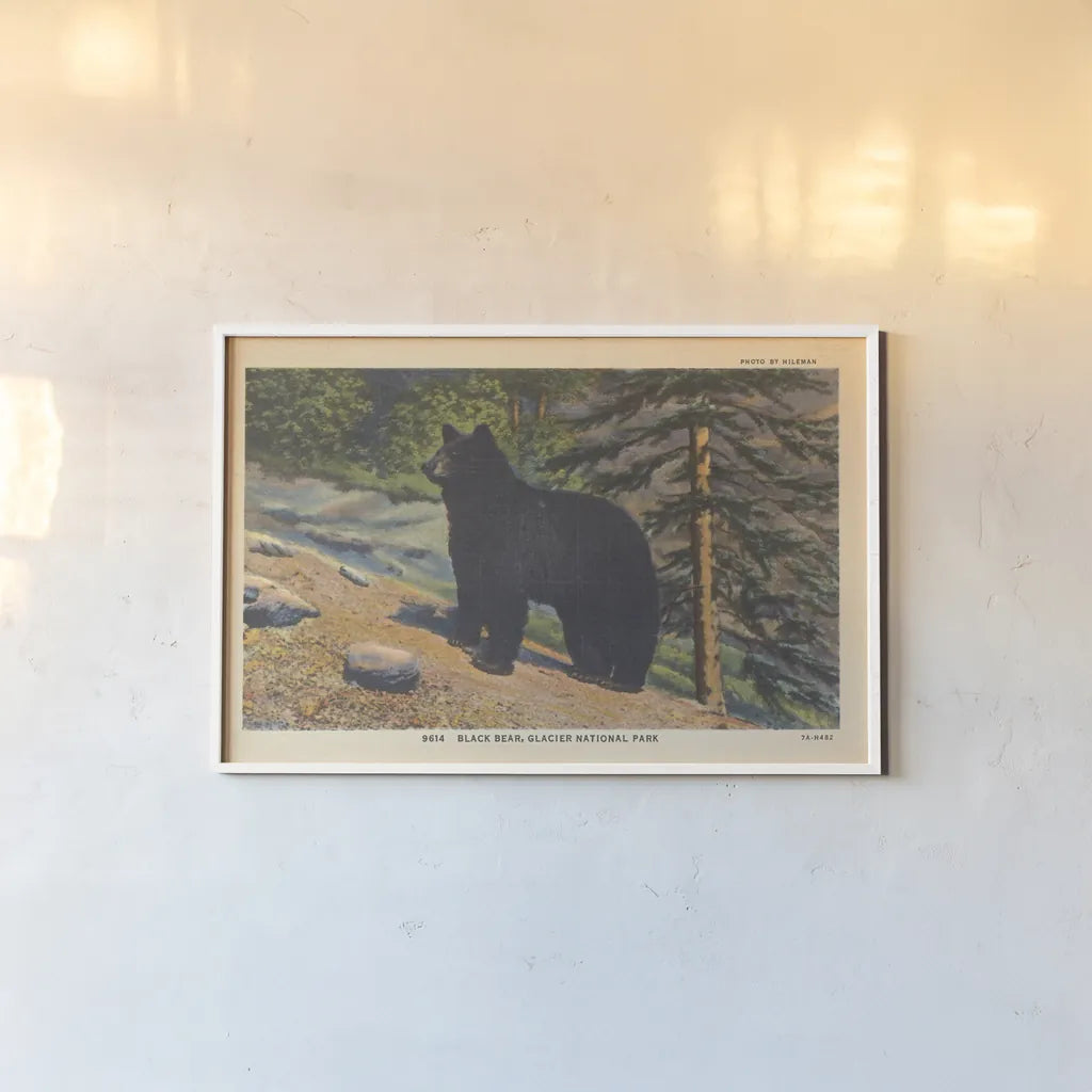 Black Bear I Crop by Wild Apple Portfolio. shown as a paper print in a white frame. Available as a archival giclee rolled canvas, fine art paper, or poster print. SKU 70114i.