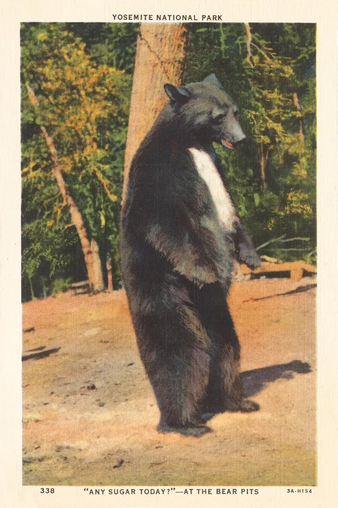 Black Bear II by Wild Apple Portfolio. SKU 96706h. Archival Giclee Fine art print for wall decor.