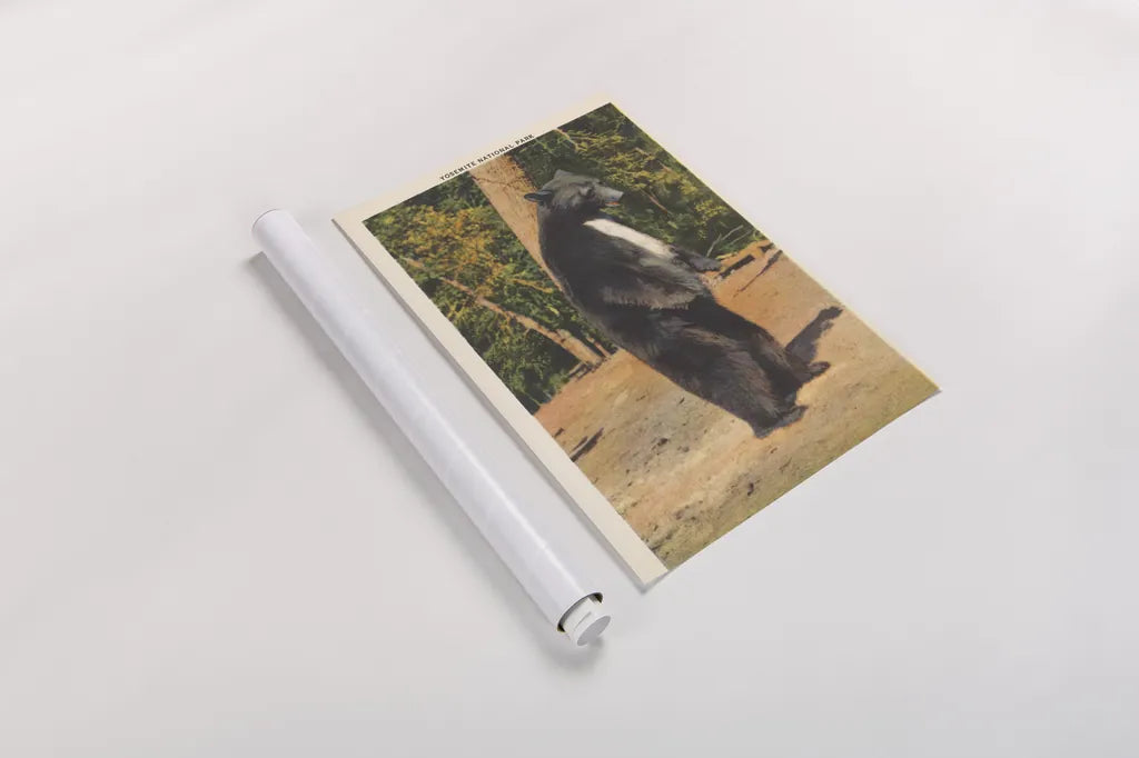 Black Bear II by Wild Apple Portfolio. shown as a rolled paper print. Available as archival giclee rolled canvas, fine art paper, or poster print. SKU 96706h.