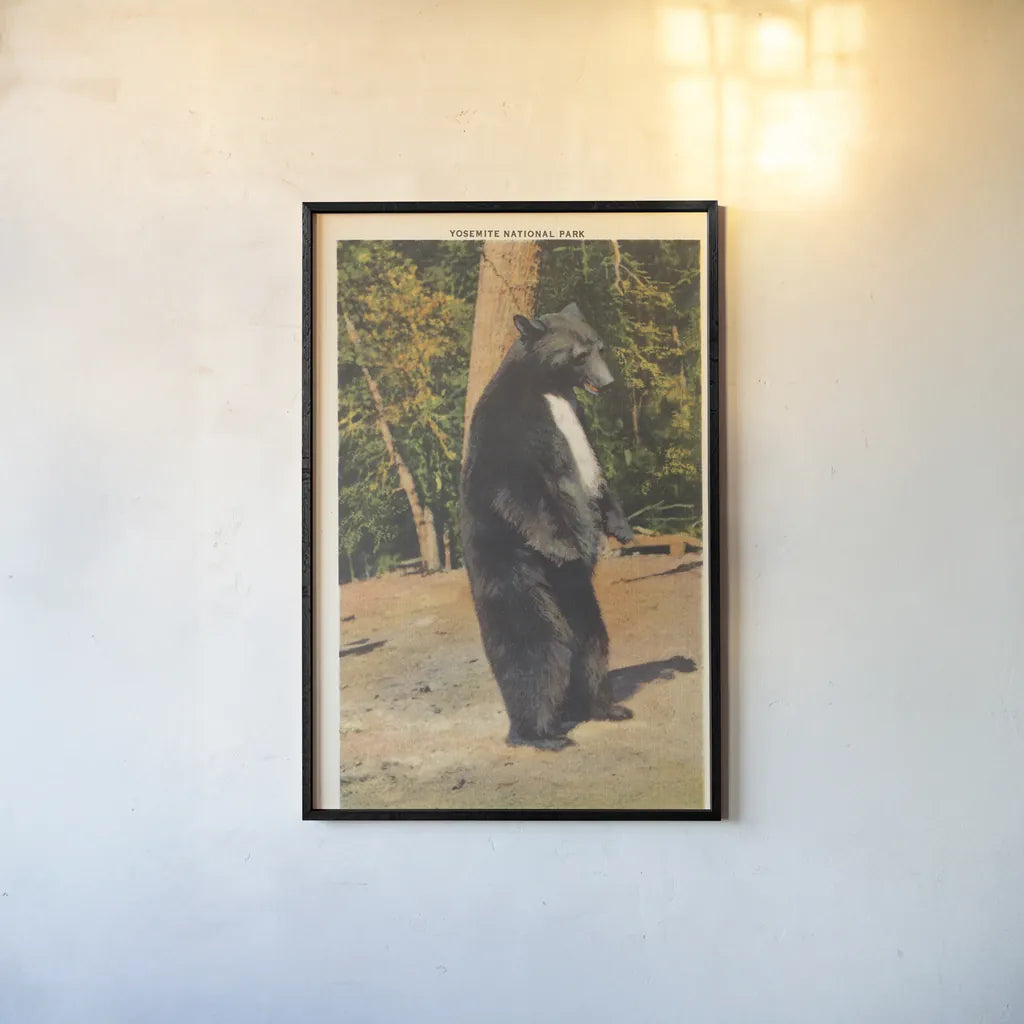 Black Bear II by Wild Apple Portfolio. shown as a paper print in a black flame. Available as a archival giclee rolled canvas, fine art paper, or poster print. SKU 96706h.
