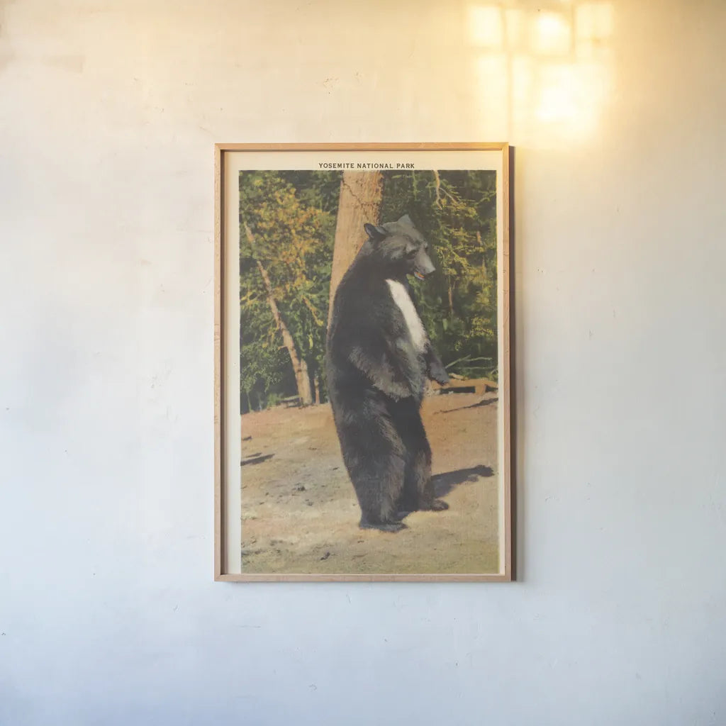 Black Bear II by Wild Apple Portfolio. shown as a paper print in a natural frame. Available as a archival giclee rolled canvas, fine art paper, or poster print. SKU 96706h.