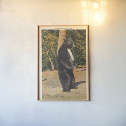 Black Bear II by Wild Apple Portfolio. shown as a paper print in a natural frame. Available as a archival giclee rolled canvas, fine art paper, or poster print. SKU 96706h.