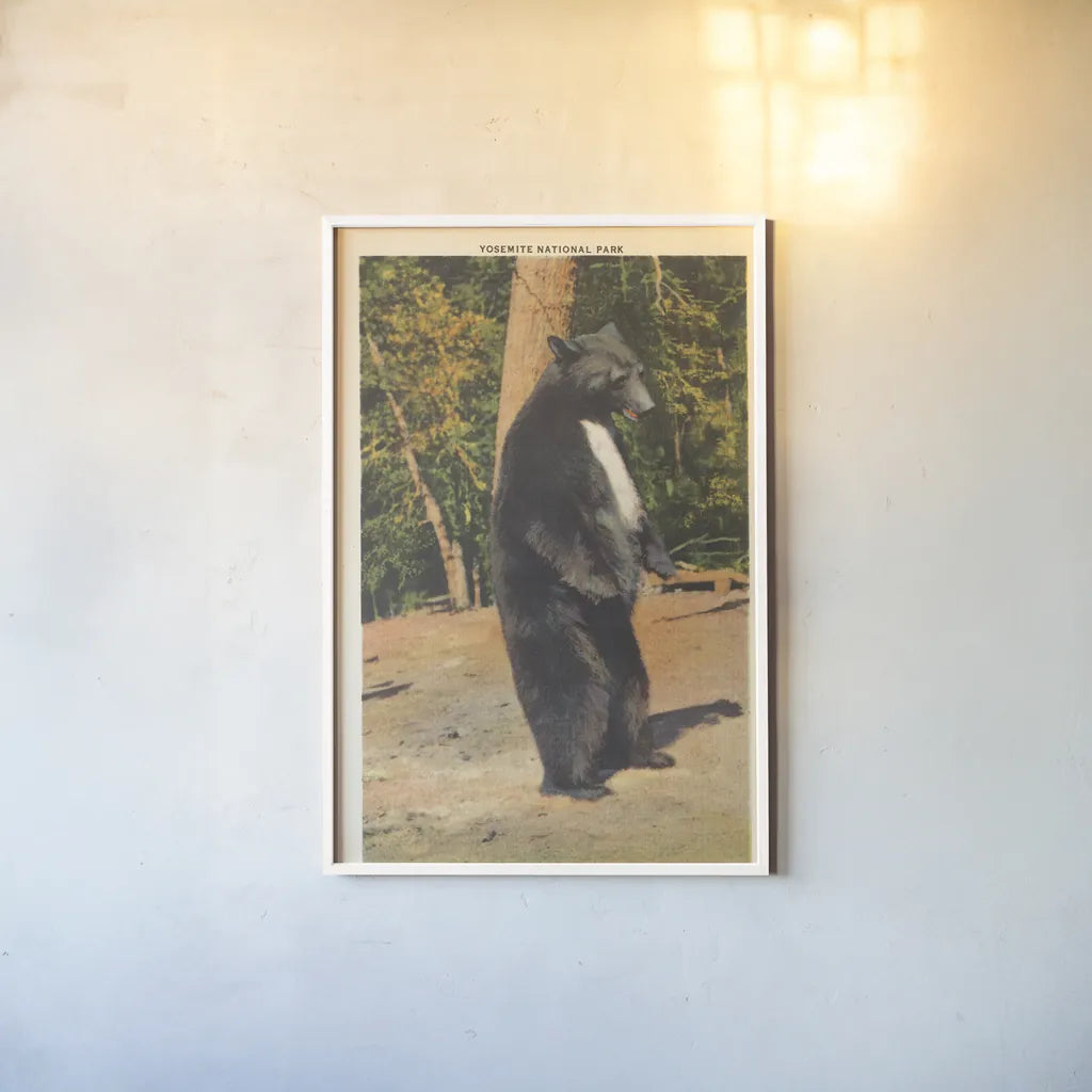 Black Bear II by Wild Apple Portfolio. shown as a paper print in a white frame. Available as a archival giclee rolled canvas, fine art paper, or poster print. SKU 96706h.