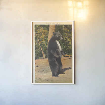 Black Bear II by Wild Apple Portfolio. shown as a paper print in a white frame. Available as a archival giclee rolled canvas, fine art paper, or poster print. SKU 96706h.