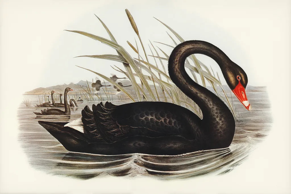 Black Swan Vintage Book by Wild Apple Portfolio. SKU 101600i. Archival Giclee Fine art print for wall decor.